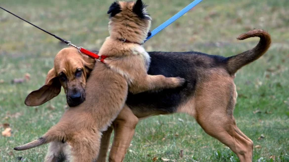 Hunde - &copy; Foto: Franz-Peter Tschauner/dpa