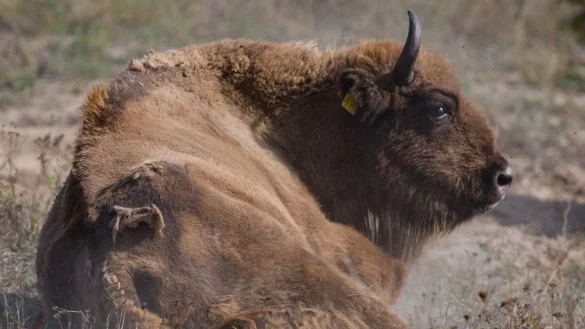 Wisent im Nationalpark Unteres Odertal - &copy; Foto: Patrick Pleul/dpa-Zentralbild/dpa