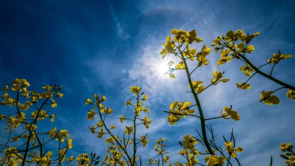 Sommertag - &copy; Foto: Peter Steffen/dpa