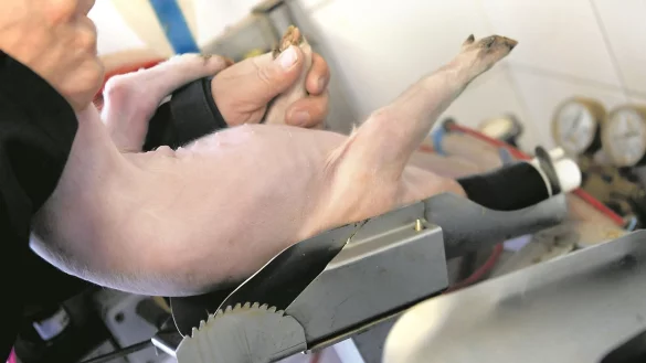 Mit der Inhalations-Methode sollen Landwirte Ferkel selbst bet&auml;uben k&ouml;nnen. Im Gegensatz zur Injektion sind die Tiere nach zwei Minuten wieder fit. - &copy; Symbolfoto dpa