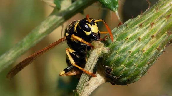 Trinkt: Die Französische Feldwespe saugt aus einem Distelstengel Flüssigkeit. Zuvor hat sie ein Blütenköpfchen abgezwackt. - © Foto: Hans Dudler