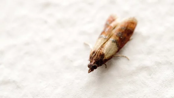 Motte - &copy; Foto: Andrea Warnecke/dpa-tmn