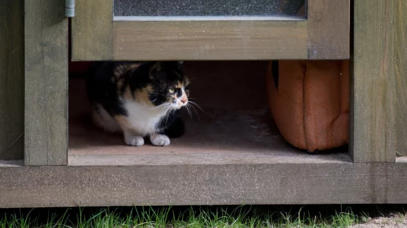 Haus f&uuml;r Katzen - &copy; Foto: Soeren Stache/dpa