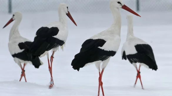 Wei&szlig;st&ouml;rche - &copy; Foto: Armin Weigel/dpa