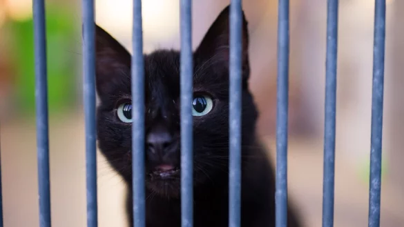 Katze - &copy; Foto: Oliver Dietze/dpa