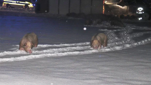 15 Schweine kamen bei dem Unfall ums Leben. Viele weitere liefen unkontrolliert im Schnee herum. - &copy; Polizei