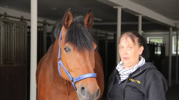 Die zerm&uuml;rbende Zeit zwischen Bangen und Hoffen hat Einstellerin
Christel Gottschling bereits hinter sich. Gl&uuml;cklich f&uuml;hrt sie ihren Oldenburger
&bdquo;Lover Boy", der nach 14-t&auml;gigem Klinikaufenthalt die Virusinfektion
&uuml;berstanden hat, zur&uuml;ck in die Box. - &copy; Heidi Stork