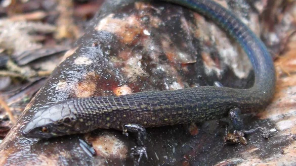 Echse - &copy; Foto: Sernanp/dpa