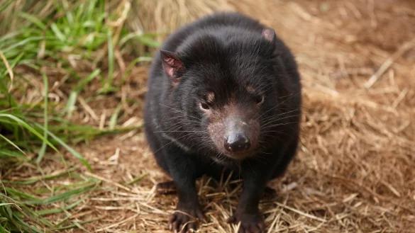 - &copy; Aussie Ark/dpa