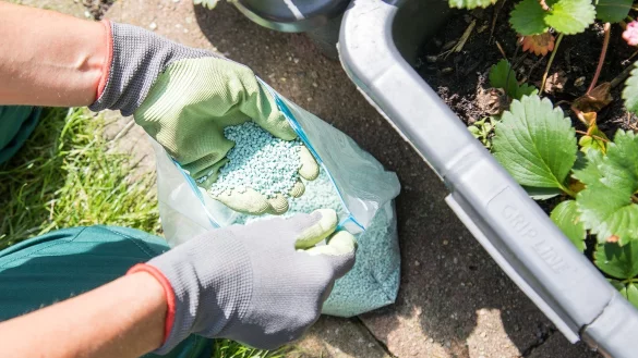 Schneckengift auslegen - &copy; Foto: Christin Klose/dpa-tmn