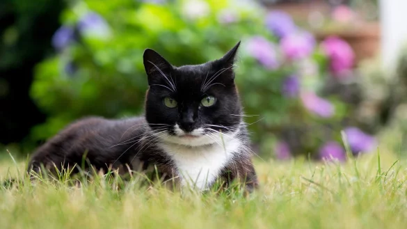 Katze - &copy; Foto: Franziska Gabbert/dpa-tmn