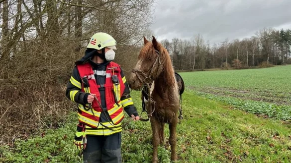 Dienstgruppenleiter Markus Rehfisch begleitet den Hengst vom Feld. Das Tier war in Papenhausen bis zur Brust im Matsch eingesunken. - &copy; Freiwillige Feuerwehr Bad Salzuflen