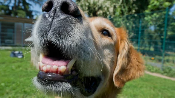 Hund beobachten - &copy; Foto: Boris Roessler/dpa