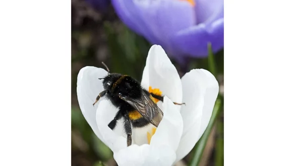 Hummel auf einer Pflanze - &copy; Foto: Franziska Gabbert