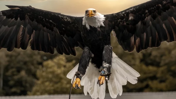 Wei&szlig;kopfseeadler g&ouml;nnt sich hin und wieder einen weiten Ausflug. - &copy; Stadt Detmold