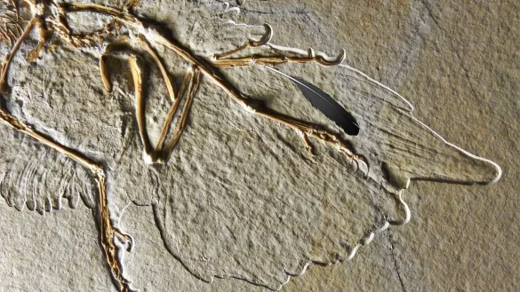 Flugsaurier Archaeopteryx - &copy; Foto: Helmut Tischlinger & Ryan Carney/Museum fur Naturkunde/dpa