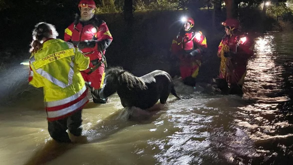 Mitarbeiter der Essener Tierrettung e.V. ziehen ein Pony durch das Hochwasser im Kreis D&uuml;ren. - &copy; picture alliance/dpa