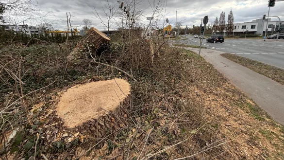 An der viel befahrenen Kreuzung B239/Oerlinghauser Straße in Schötmar sind große Pappeln gefällt worden. - © Thomas Reineke