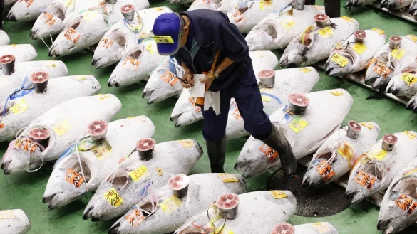 Neuer Gro&szlig;markt Toyosu in Tokio - &copy; Foto: Kyodo