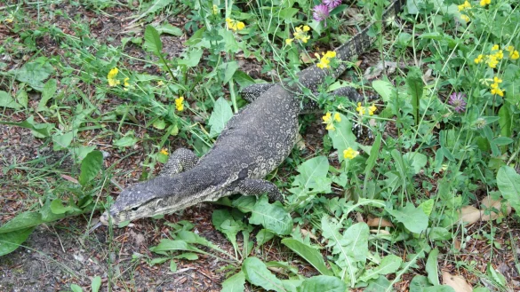 Gro&szlig;e Echse am Stra&szlig;enrand&nbsp; in OWL. - &copy; dpa/Polizei H&ouml;xter