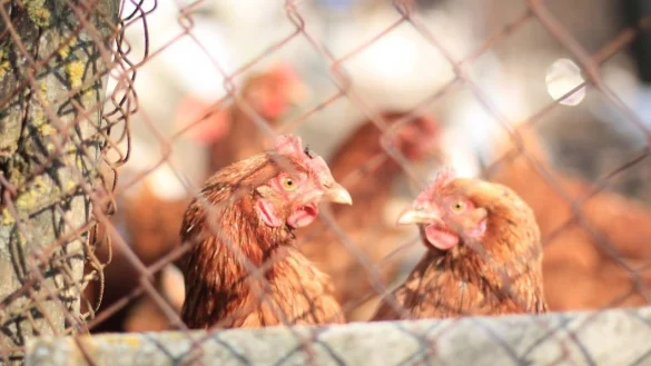 20.000 Tiere mussten j&uuml;ngst wegen des Verdachts auf Gefl&uuml;gelpest im Kreis G&uuml;tersloh get&ouml;tet werden. - &copy; Symbolfoto/Pixabay