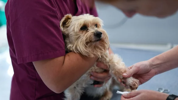 Den richtigen Tierarzt finden - &copy; Foto: Ina Fassbender/dpa-tmn