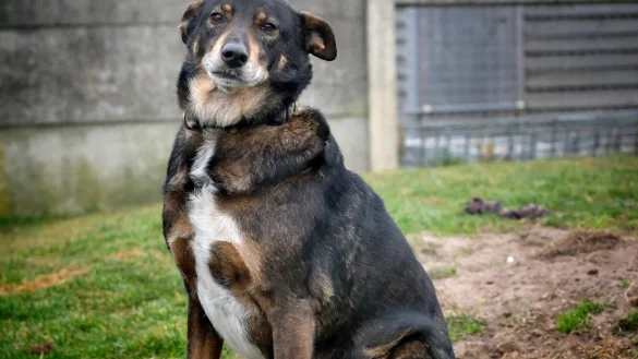 Charlie gehört definitiv zu den „Schwervermittelbaren“, denn seine Vergangenheit hat ihn schwer geprägt. - © Andreas Frücht