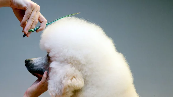 Steuerrecht Kosten Haustiere absetzen Steuer - &copy; Foto: Judith Michaelis/dpa-tmn