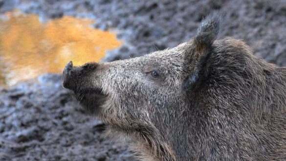Wildschweine in Salzufler Vorg&auml;rten. - &copy; Symbolfoto Pixabay