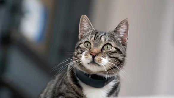 Katze - &copy; Foto: Soeren Stache/zb/dpa