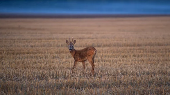 Reh am Morgen - &copy; Foto: Stefan Sauer
