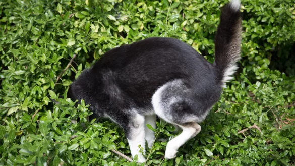 Hund - &copy; Foto: Florian Schuh