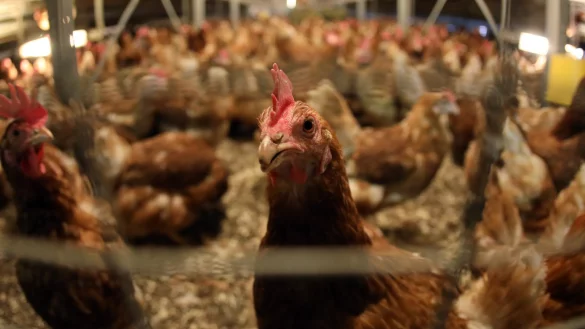 H&uuml;hner - &copy; Foto: Symbolbild: Jan Woitas/dpa