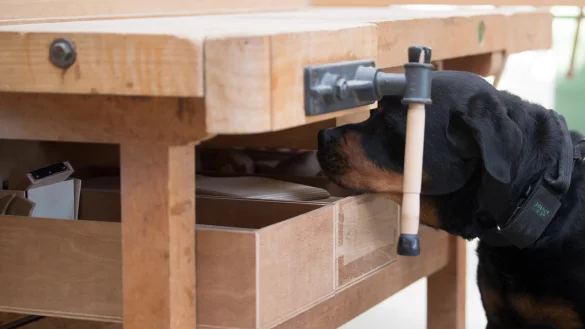 Rottweiler Yam untersucht eine Werkbank in einer Werkhalle der K&ouml;lner Justizvollzugsanstalt. - &copy; Federico Gambarini/dpa