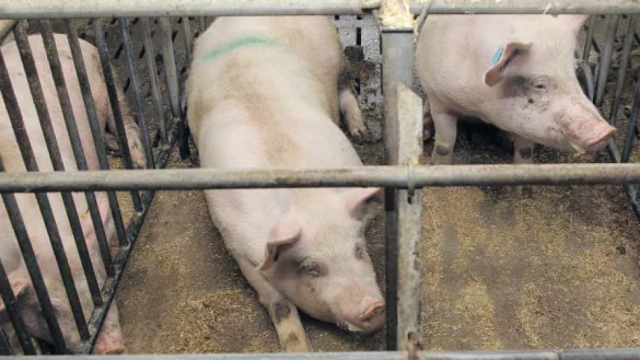 Leben auf engstem Raum: Vor allem Sauen in der Zeit der Besamung haben wenig&nbsp; Platz - sie k&ouml;nnen sich nicht einmal richtig hinlegen, kritisieren
Tiersch&uuml;tzer. Ein Urteil, das eine &Auml;nderung vorschreibt, ist bei Landwirten umstritten. 
- &copy; dpa