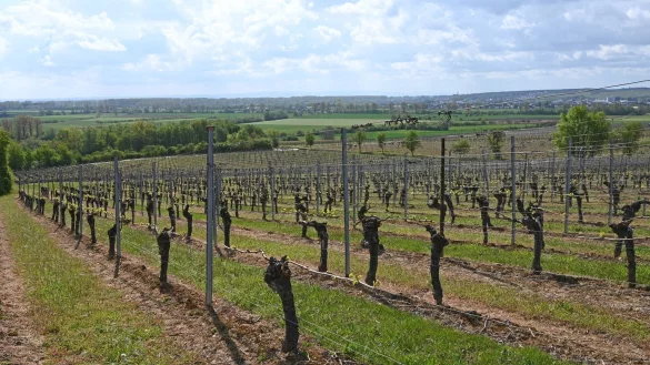 Austrieb von Weinreben - &copy; Foto: Peter Zschunke/dpa-Zentralbild/dpa