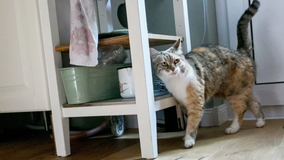 Die Wohnung katzensicher machen - &copy; Foto: Karolin Kr&auml;mer/dpa-tmn