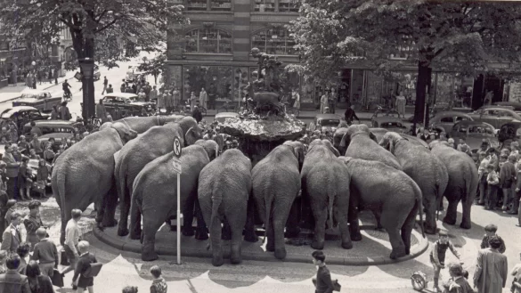 Elefantendurst - &copy; Fritz Ostmann/Stadtarchiv Detmold
