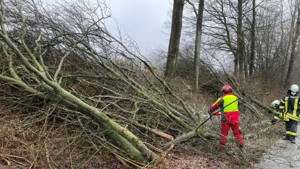 Mittwochmittag musste die Feuerwehr Horn Bad-Meinberg bereits einen Baum von einer Fahrbahn entfernen. "Es handelte sich um einen bereits geschnittenen und am Stra&szlig;enrand abgelegten Baum, der aufgrund des Windes auf die Fahrbahn geweht war", teilt die Feuerwehr mit. - &copy; Feuerwehr Horn-Bad Meinberg