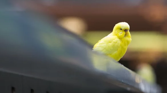 Wellensittich - &copy; Foto: Andrea Warnecke/dpa-tmn