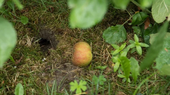 M&auml;useloch im Garten - &copy; Foto: Christin Klose/dpa-tmn