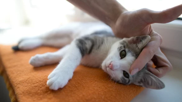 Junge Katze - &copy; Foto: Jochen L&uuml;bke/dpa