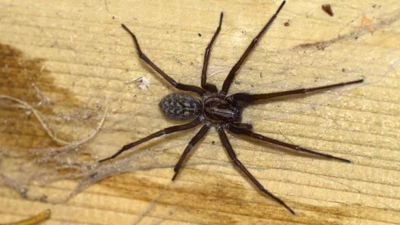 Die Hauswinkelspinne kann durchaus n&uuml;tzlich sein. - &copy; picture alliance / blickwinkel/McPHOTO/R. Mueller