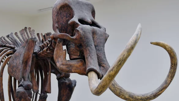 Mammut-Skelett - &copy; Foto: Hendrik Schmidt/dpa-Zentralbild/dpa