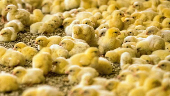 K&uuml;ken - &copy; Foto: Jens B&uuml;ttner/zb/dpa