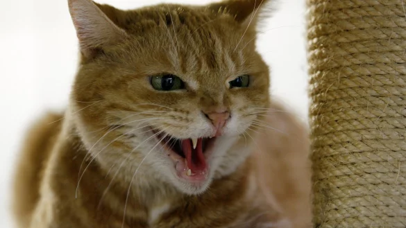 Unruhige Katze - &copy; Foto: Roland Weihrauch/dpa