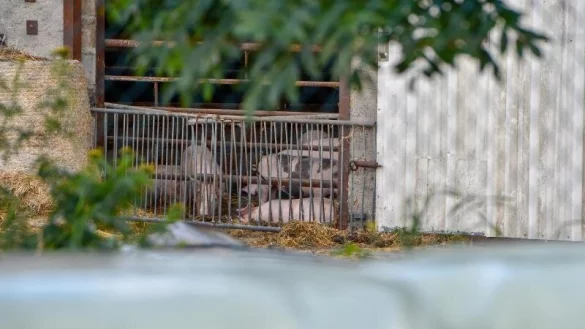 Schweinepest - &copy; Foto: Toni Lehder/dpa