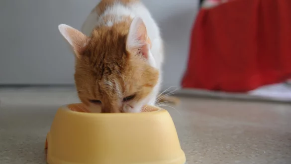 Katze beim Fressen - &copy; Foto: Soeren Stache