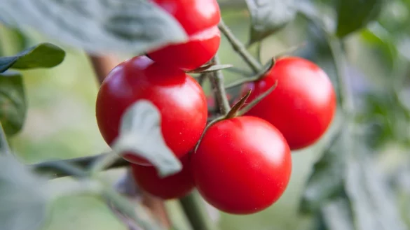 Tomatenpflanze - &copy; Foto: Andrea Warnecke