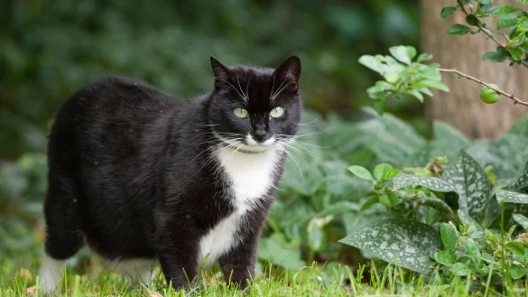 Katze - &copy; Foto: Klaus-Dietmar Gabbert